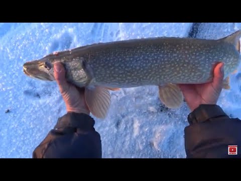 Видео: Этот водоем , всегда радует Щуками ! Рыбалка на Реке Куланотпес !