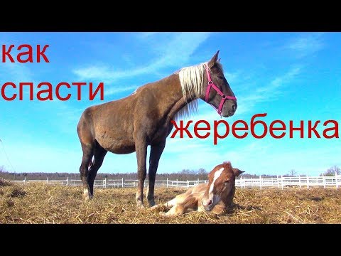 Видео: Как покормить новорожденного жеребёнка.