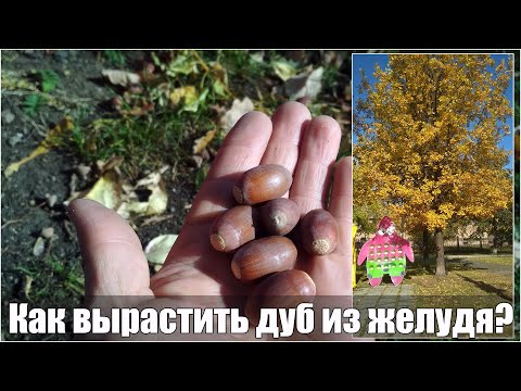 Видео: Как вырастить дуб из желудя