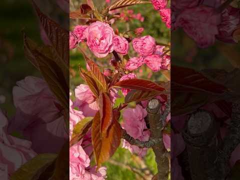 Видео: ♦️♥️УЧИТЕЛЯ,НЕ УВАЖАЮЩИЕ РОДИТЕЛЕЙ,препятствуют развитию ребенка,и касаются неблагополучно ребенка