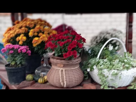 Видео: Сорти 🏵️🌿Хризантеми 🌼🌿 мого САДУ 🌸🌿 25 жовтня 🍂🍁