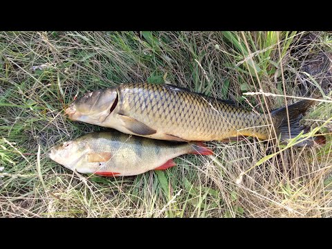 Видео: Загадочный коряжник.