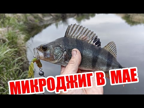 Видео: НЕ ОЖИДАЛ СТОЛЬКО ПОКЛЕВОК! МИКРОДЖИГ В МАЕ