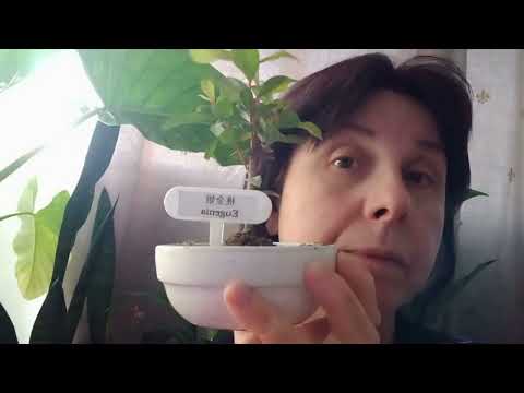 Видео: Спасаю Кактус, Цветочные Покупки /Буэнос Айрес#youtube #argentina #пересадкацветов #buenosaires