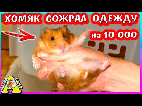 Видео: ХОМЯК СБЕЖАЛ И СЪЕЛ НАШУ ОДЕЖДУ / ГДЕ МЫ НАШЛИ ХОМЯЧИХУ СТРЕЛКУ? / ХОМКИ ВРЕДИНА / Alisa Easy Pets