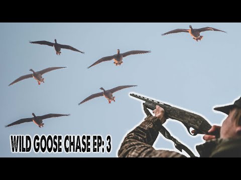 Видео: ЭПИЧЕСКАЯ охота на пестробрюхого гуся — великолепное приманивание!