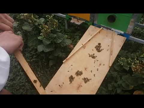 Видео: БЫВАЕТ И ТАКОЕ матка прилетела вовремя