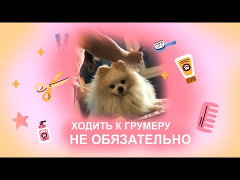 Видео: Домашний груминг шпица. Ты можешь также. Стрижка и вычесывание