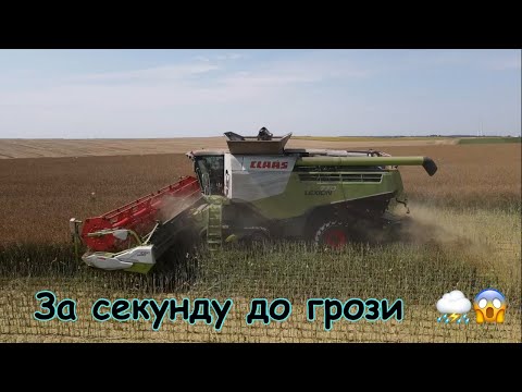 Видео: Ріпак ➕ Гроза ⛈️⛈️🟰 аграрний триллер 🫣😱