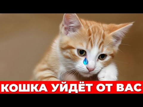 Видео: 5 способов, как кошка ПРОЩАЕТСЯ перед уходом из дома навсегда