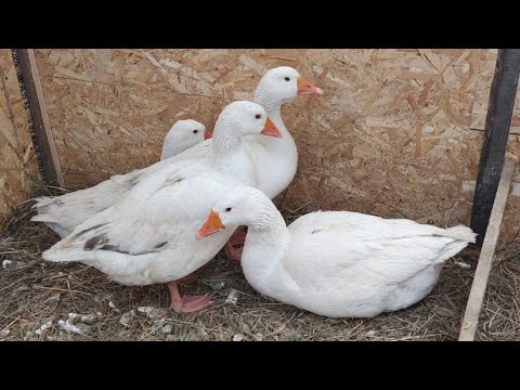 Видео: Что едят домашние гуси зимой