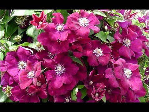 Видео: КЛЕМАТИСЫ, КОТОРЫЕ ОБИЛЬНО ЦВЕТУТ ВЕСЬ СЕЗОН