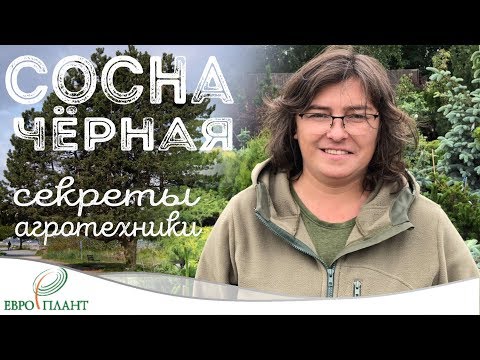 Видео: Сосна чёрная - Pinus nigra