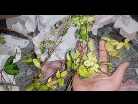 Видео: Много много посылок) Распаковка, обзор новинок) Новые комнатные цветы в мою коллекцию 😍☺️)