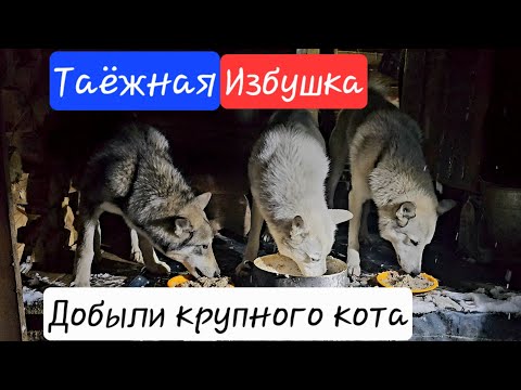 Видео: Таёжная избушка / Добыли крупного кота