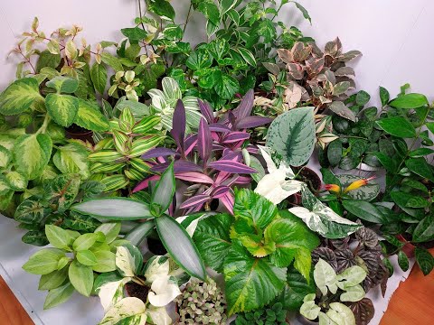 Видео: Растения едут в новый дом #32