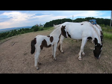 Видео: Коні Ваговози    .ТАБУН НА ВИПАСІ!!!