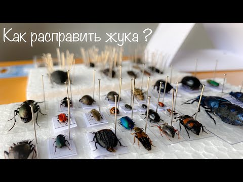 Видео: Как хранить и расправлять жуков для коллекции