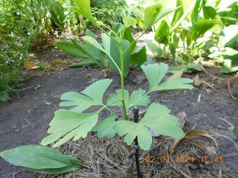 Видео: Гинкго Билоба Ginkgo Biloba 2021год.