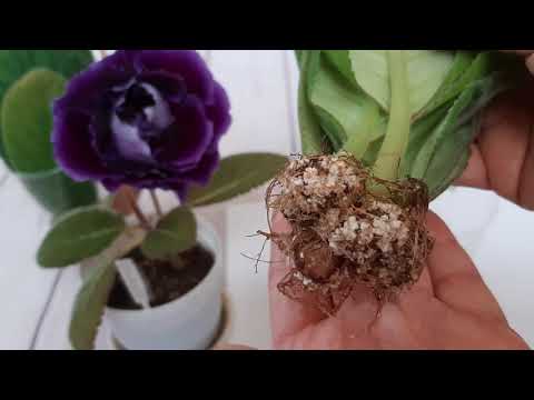 Видео: Глоксинии.Вот так лист в воде дает корни и наращивает клубень!