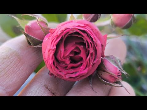 Видео: Що я сьогодні робила