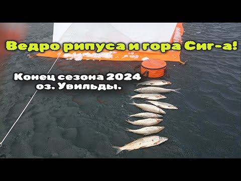 Видео: Конец сезона 2024. УВИЛЬДЫ. Ведро рипуса и гора СИГ-а!