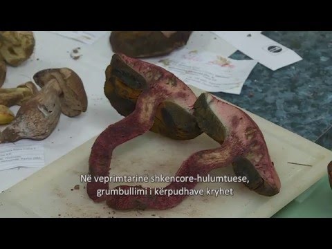 Видео: Габите во Македонија (Fungi of Macedonia)