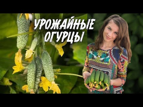 Видео: ВКУСНЕЙШИЕ ОГУРЦЫ для теплицы и открытого грунта, засолки, маринада и салата. Семинар СЕМКО. Часть 4