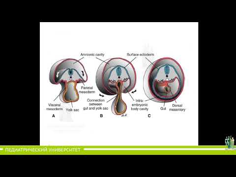 Видео: 15.  Пищеварительная система