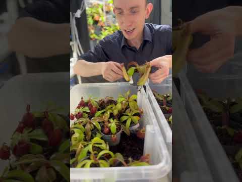 Видео: Сравниваем непентесы «Тайвань-2» и «Тайвань-3»