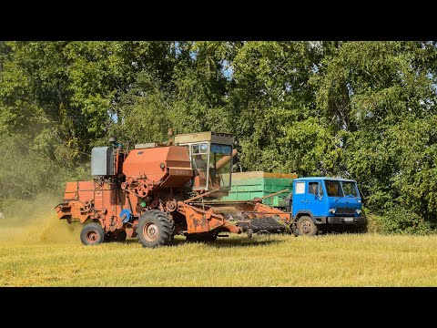 Видео: Уборочная-2021. КАЗ-608В "Колхида"+полуприцеп ПС-1305 в работе.
