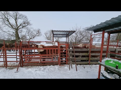 Видео: СОРТИРУЕМ КОРОВ. ВАКЦИНАЦИЯ ВАКЦИНОЙ КОМБОВАК....  Декабрь 21г.