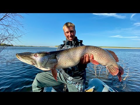 Видео: Кого скрывают воды ИРТЫША? Щуки-МОНСТРЫ! Рыбалка на Севере.