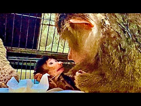 Видео: Маленькая Анфиса ТАК ПРОСИТ маму взять ее на ручки, я вся на нервах!