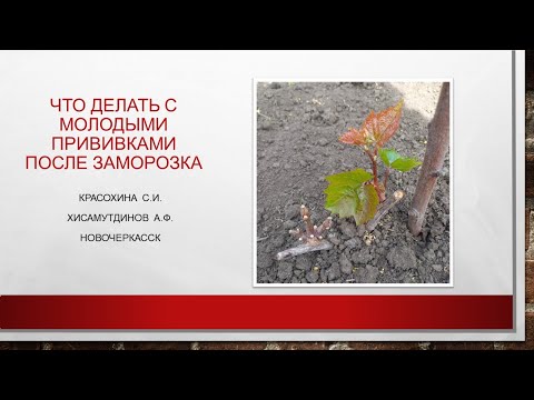 Видео: Что делать с молодыми прививками винограда после заморозка@Krasokhina