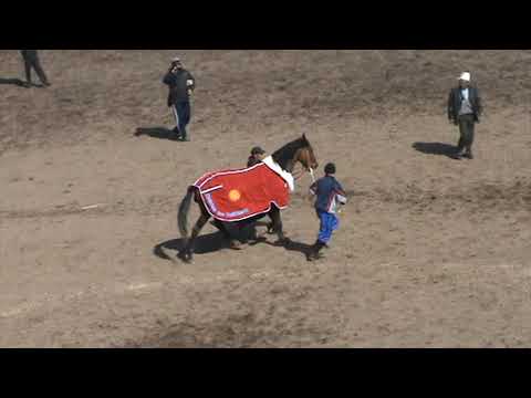 Видео: Атактуу, Айтылуу, Легендарлуу жорго Патрондун Бишкек шаарында, Нооруз куну болгон, узатуу ат чабышы.