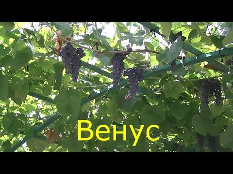 Видео: Сорт винограда Венус