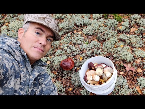 Видео: За белыми с приятелем  в марийском лесу