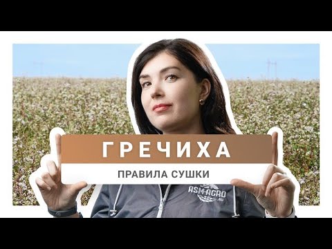 Видео: Сушка гречихи | Особенности и рекомендации
