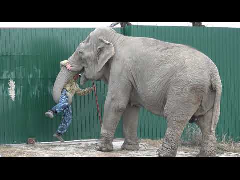 Видео: ЭТО надо ВИДЕТЬ!😍 Как слониха ДЖЕННИ не дает прохода ВИКТОРУ и уговаривает КАТАТЬСЯ на хоботе!🐘❤️