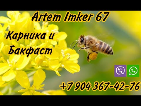 Видео: Состояние пчелосемей на конец апреля #бакфаст #карника #матководство #bee #imker  #пчеловодство