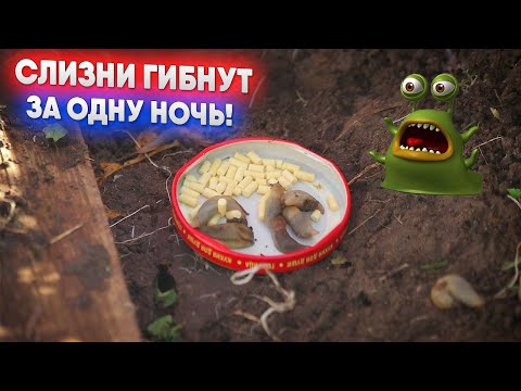 Видео: Слизни гибнут за одну ночь!