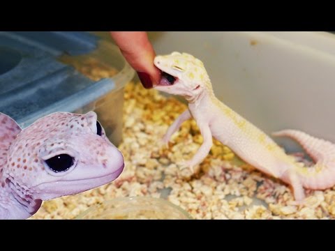 Видео: ВАША ПЕРВАЯ ЯЩЕРИЦА: Содержание эублефаров в садках