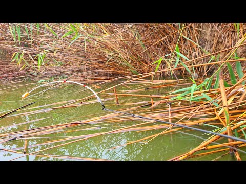 Видео: Рибалка в осінній проливний дощ🍁🍁🌧️🌧️🎣.Боковий кивок/поплавок