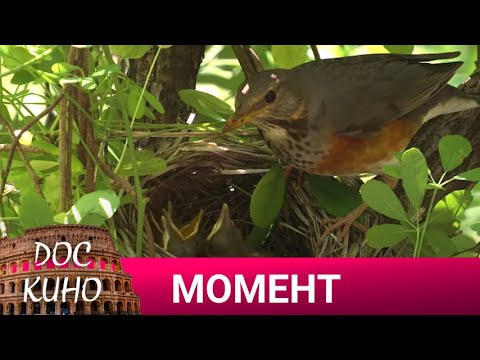 Видео: 🎭 МОМЕНТ🌎 ДОКУМЕНТАЛЬНОЕ КИНО 🎆 2023