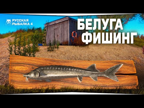 Видео: Белугафишинг • Форумный турнир • Русская Рыбалка 4