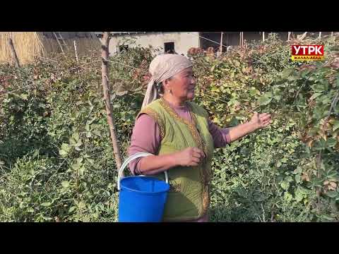 Видео: Өнөр: Кол өнөрчүлүктү колго алган Айтбү апа