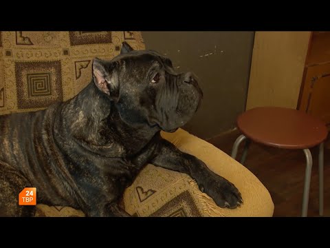 Видео: Кане-корсо | Элита