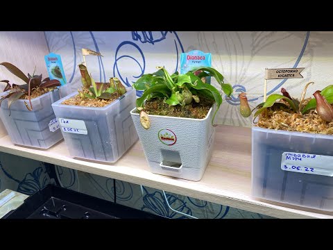 Видео: Пересадка Хищников ☺️ #100