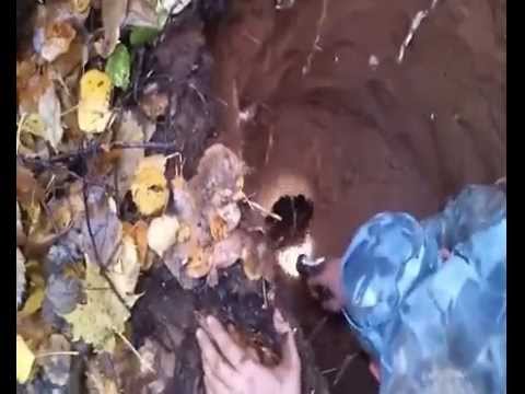 Видео: СУПЕР!!! Охота на барсука с ягдтерьером